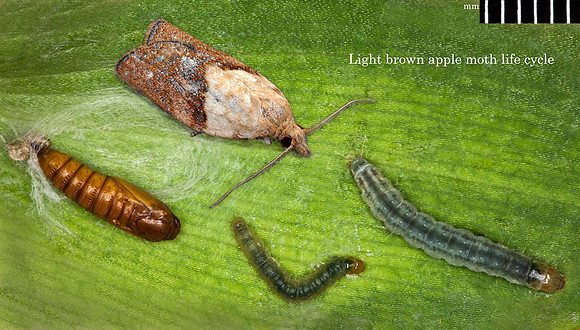 Light brown apple moth_ (Epiphyas postvittana) life cycle