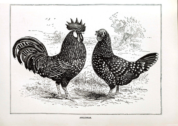 Anconas