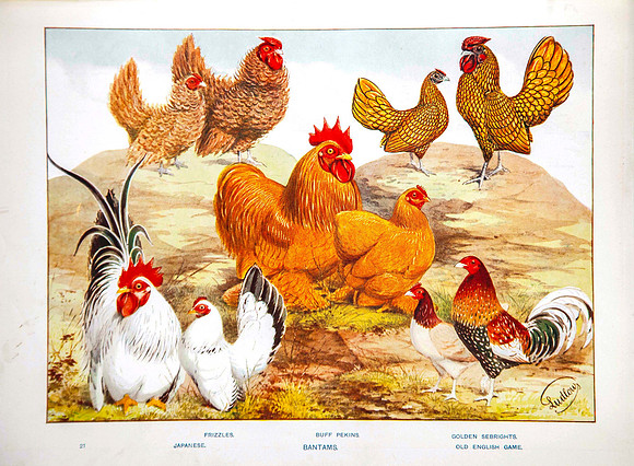 Bantams-Frizzles, Japanese, Buff Pekins, Golden Seabrights, Old English Game