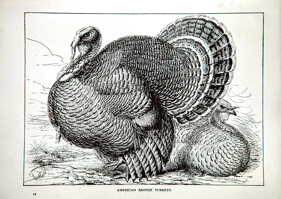 American Bronze Turkey