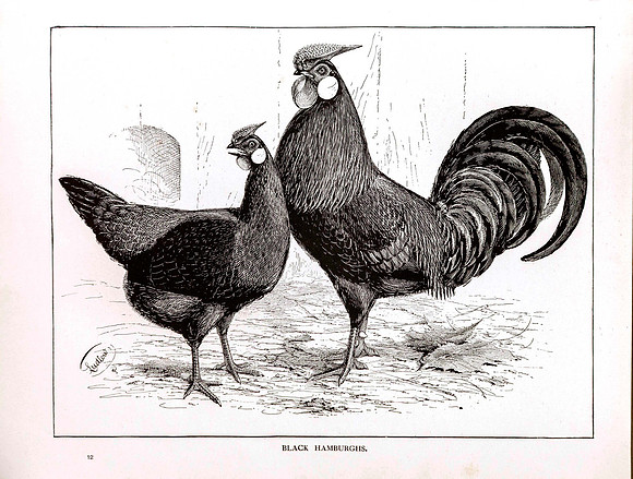 Black Hamburghs