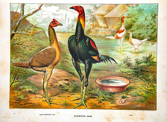 Black Breasted Red-Pile