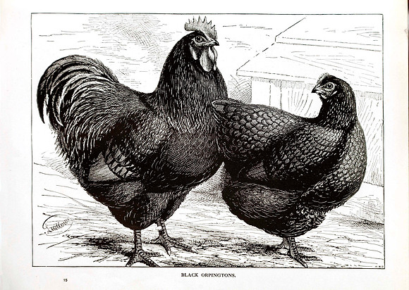 Black Orpingtons
