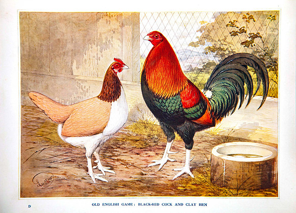 Black Red Cock and Clay Hen (Old English Game)