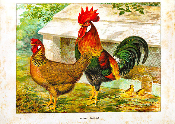 Brown Leghorns