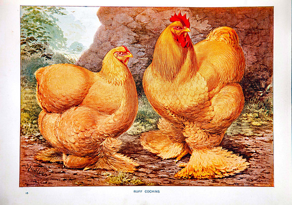 Buff Cochins