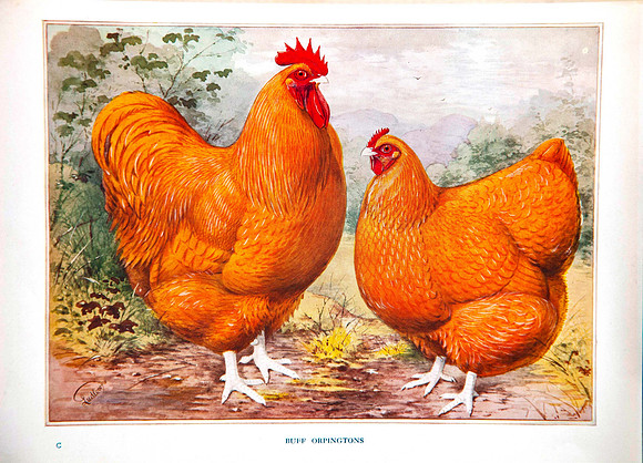 Buff Orpingtons