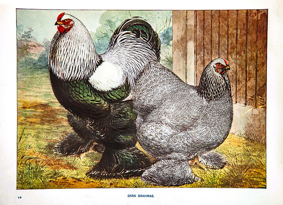 Dark Brahmas