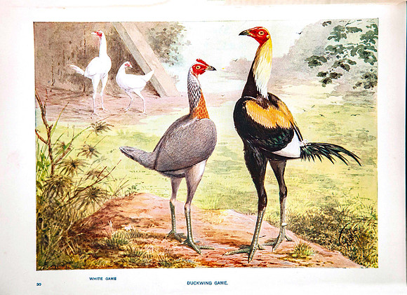 Duckwing and White Game