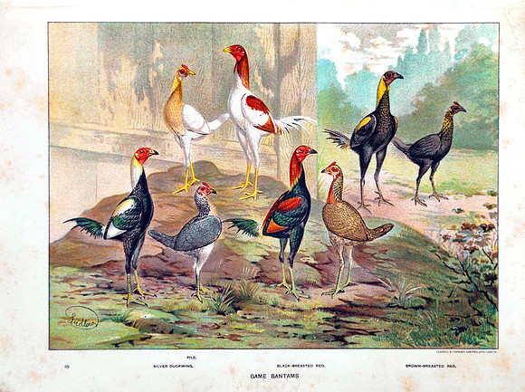 Game Bantams-Pile, Silver Duckwing, Black Breasted Red