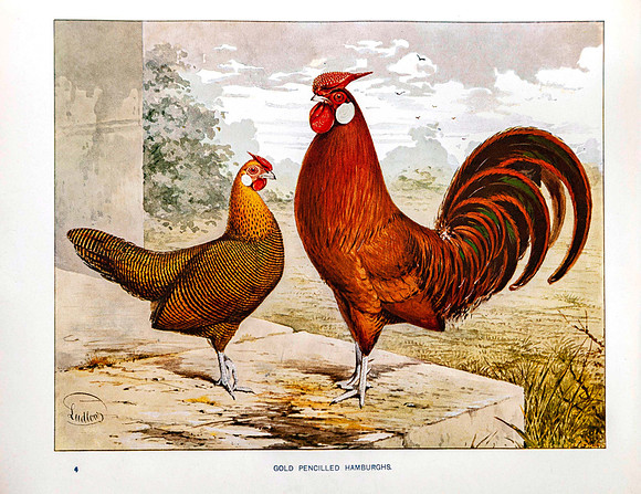 Gold Pencilled Hamburghs