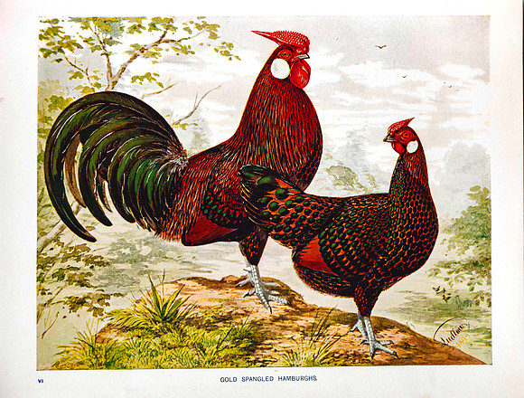 Gold Spangled Hamburghs