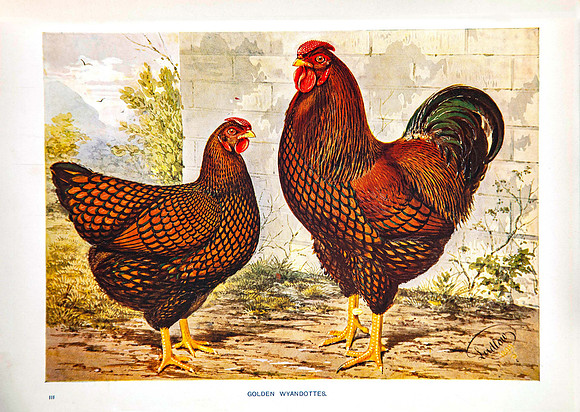 Golden Wyandottes