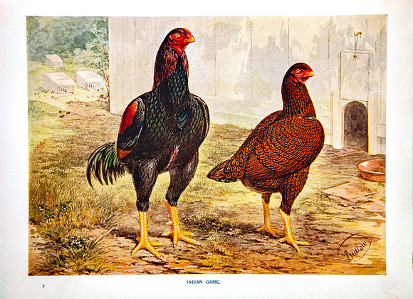 Indian Game