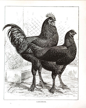 Langshans
