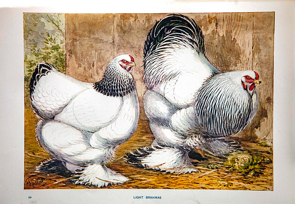 Light Brahmas
