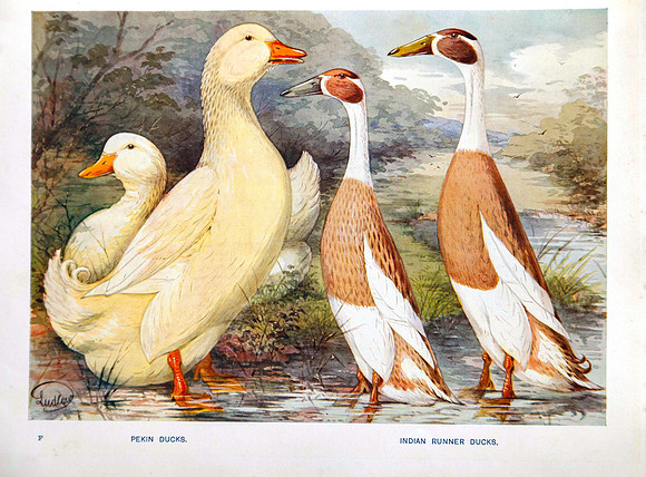 Pekin and Indian Runner Ducks