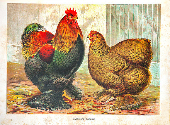 Partridge Cochins