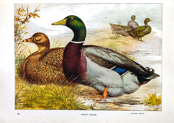 Rouen Ducks