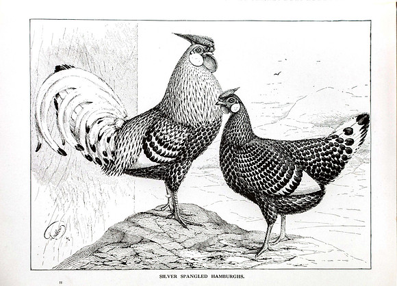 Siver Spangled Hamburghs