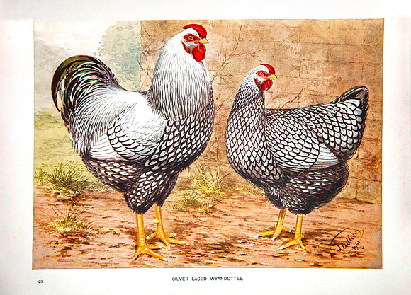 Silver Laced Wyandottes