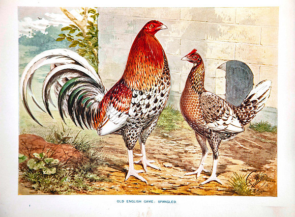 Spangled (Old English Game)