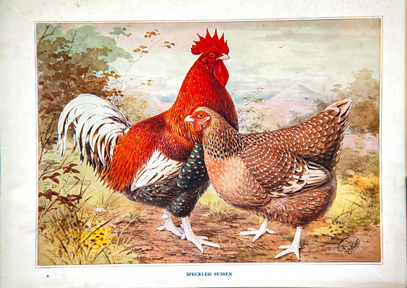 Speckled Sussex
