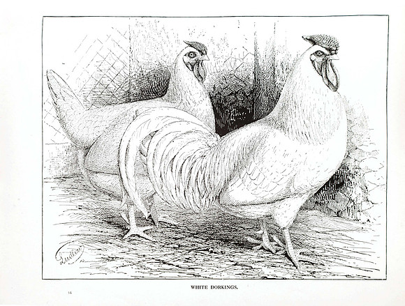 White Dorkings