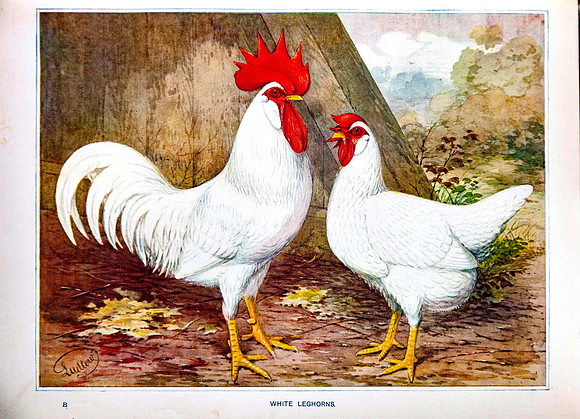 White Leghorns