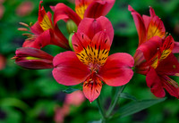 Alstroemeria 'Mars'
