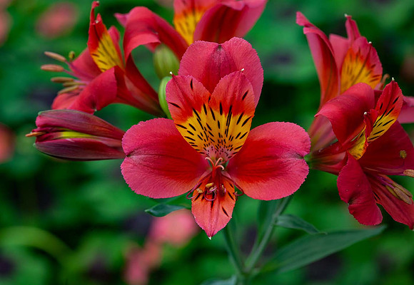 Alstroemeria 'Mars'