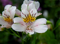 Alstroemeria 'Venus'