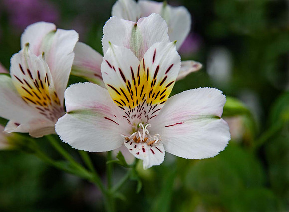 Alstroemeria 'Venus'