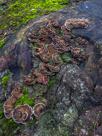 Turkey tail  (Trametes versicolor)