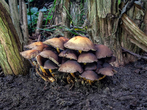 Honey fungus_(Armillarea mellea)