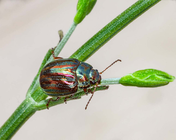 Rosemary beetle (Chrysolina americana)  on lavender