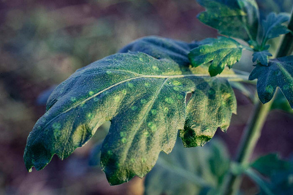 Chrysanthemum white rust (Puccinia horiana) on upper surface of leaf