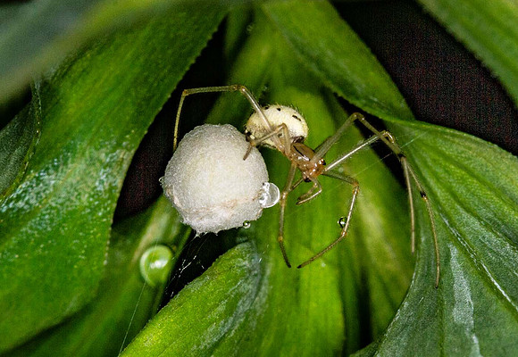 Common Candy stripe spider (Enoplognatha ovata)_ with egg sac