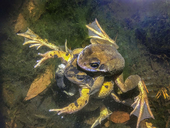 Mating Frogs (Rana temporaria)