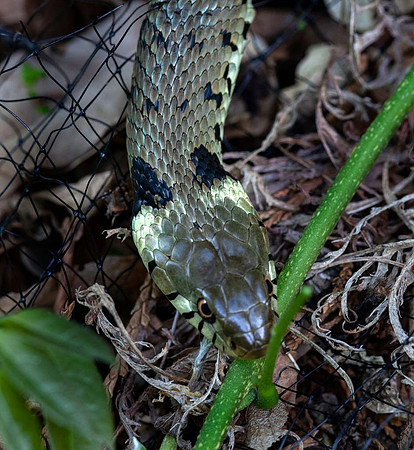 Grass snake (Natrix natrix)