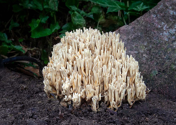 Wrinkled coral fungus (Clavulina coralloides)