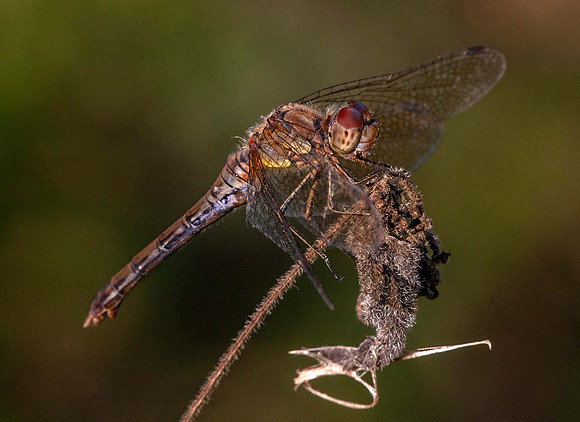 Common Darter_(Sympetrum striolatum)