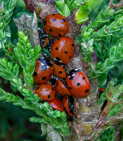 Seven spot Ladybirds (Coccinella septumpunctata) overwinter on conifer