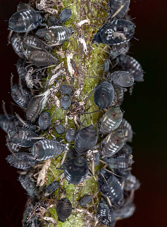 Black bean aphids_(Aphis fabae)