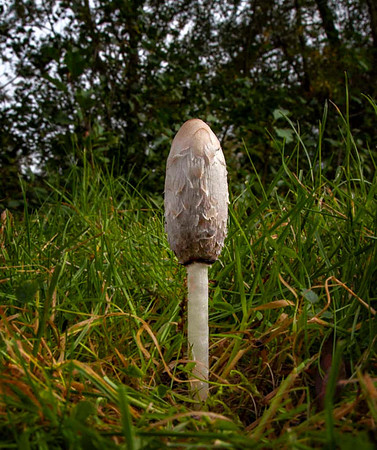 Shaggy inkcap (Coprinus comatus)