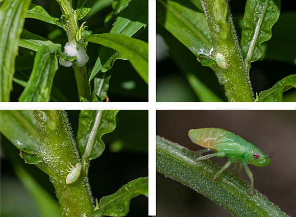 Frog Hopper (Cuckoo spit) (philaenus spumarius)