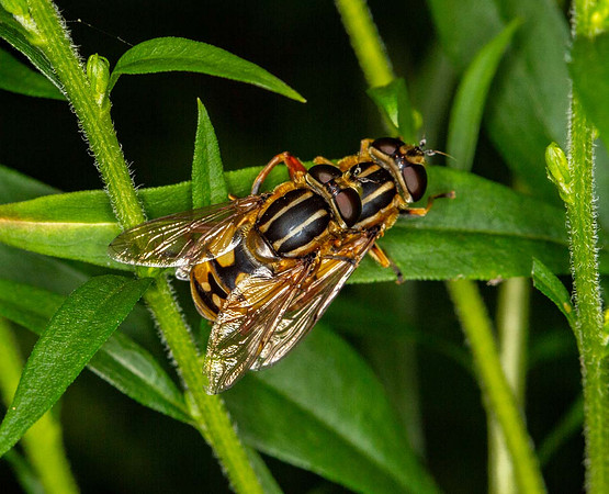 Hoverflies mating