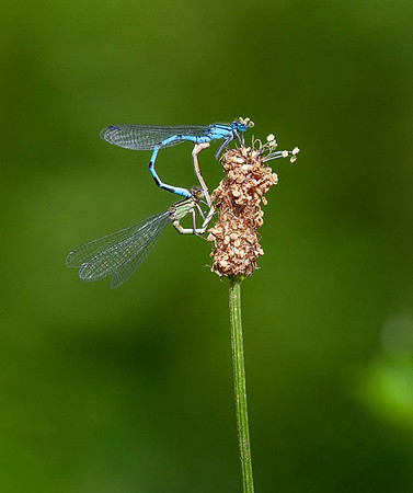 Blue damsel flies mating (Enallagma cyathigerum)