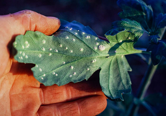 Chrysanthemum white rust ((Puccinia horiana) on underside of leaf