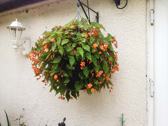 Smaller Begonia Sutherlandii hanging basket